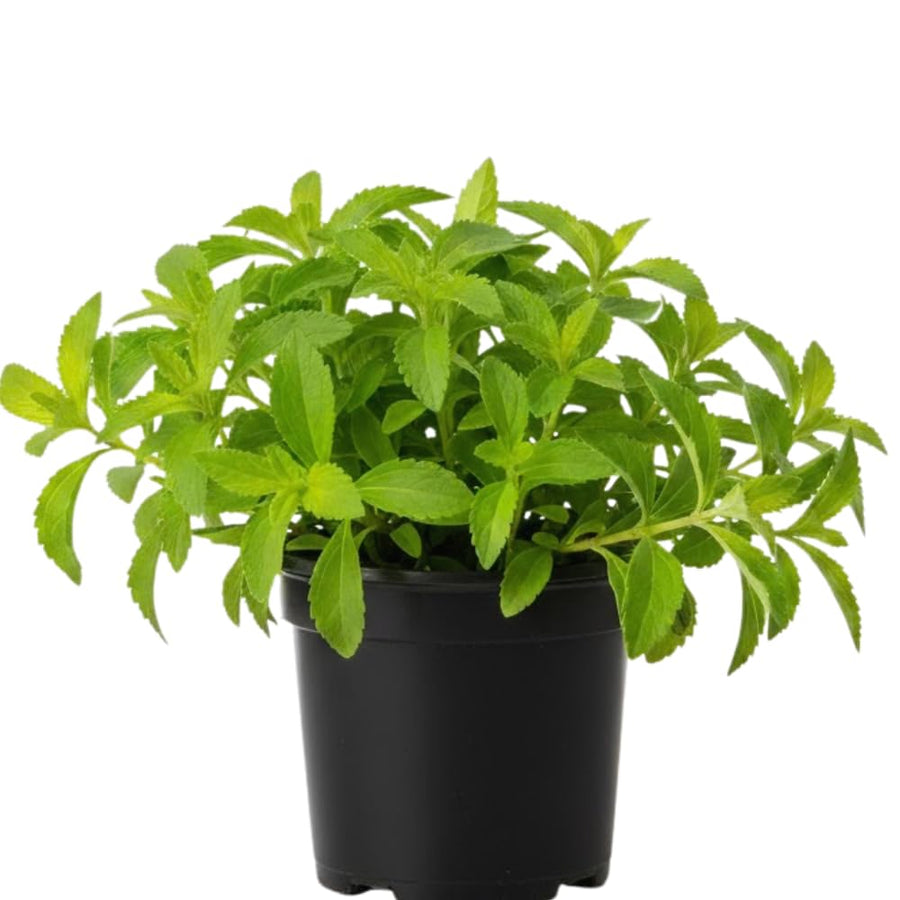 Set 2 Stevia Plants Live, 4 Inc Pot, Herb Plant for Outdoor Garden