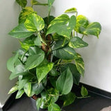 Golden Pothos Live Plant, 4-6" Tall Hanging Houseplant, Pothos Plant for Indoor Outdoors Garden, Live Houseplants Without Pot