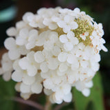 White Hydrangea Plant, 5 to 7 Inch Tall Hydrangea Plants Live, Without Pot, Change Color Flowers Hydrangeas Bush Plant Outdoor Shade Garden, Colorful Flowers
