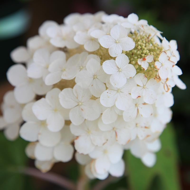 White Hydrangea Plant, 5 to 7 Inch Tall Hydrangea Plants Live, Without Pot, Change Color Flowers Hydrangeas Bush Plant Outdoor Shade Garden, Colorful Flowers