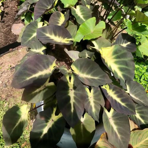 Dark Green Yellow Colocasia Plants, 3-6" Elephant Ear Esculenta Taro Alocasia Live Plant for Outdoor Planting, Alocasia Plants Bare Root, No Pot, Live Colocasia Houseplant