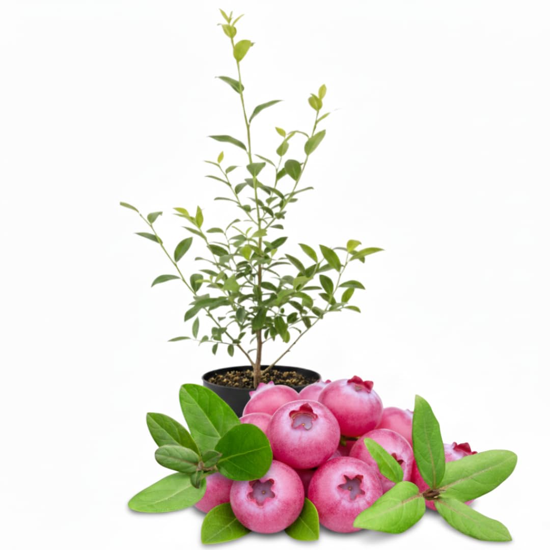 Live Pink Lemonade Blueberry Plant, Blueberry Bush Shrub, Sweet Blueberry, 4 Inch Pot for Growing