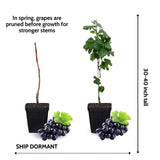 Black Grape Vine Plant Live for Planting, Grape Plant Live Grape Tree 1 to 2 Years Old, Grape Fruit Tree for Planting