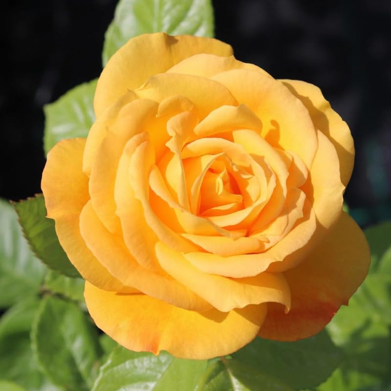 Yellow Mini Rose Plant Live, Miniature Rose Bush in 3" Pot, Indoor Outdoor Flowering Plant, Compact Live Rose for Gifts and Gardens
