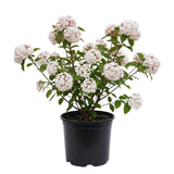 Pink Viburnum Live Plant, Hardy Viburnum Tree Plant, Pink Flower Gardening, 2.5 Inches Pot