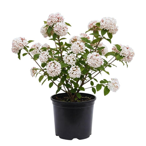 Pink Viburnum Live Plant, Hardy Viburnum Tree Plant, Pink Flower Gardening, 2.5 Inches Pot