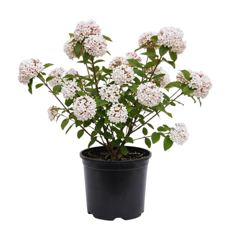 Pink Viburnum Live Plant, Hardy Viburnum Tree Plant, Pink Flower Gardening, 2.5 Inches Pot