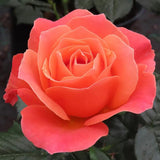 Rose Bush Live Plant, Fragrant Rose Plant Live for Planting, 5-10 Inch Tall, Ornamental Flowers Indoor Outdoor (Red Orange Rose)