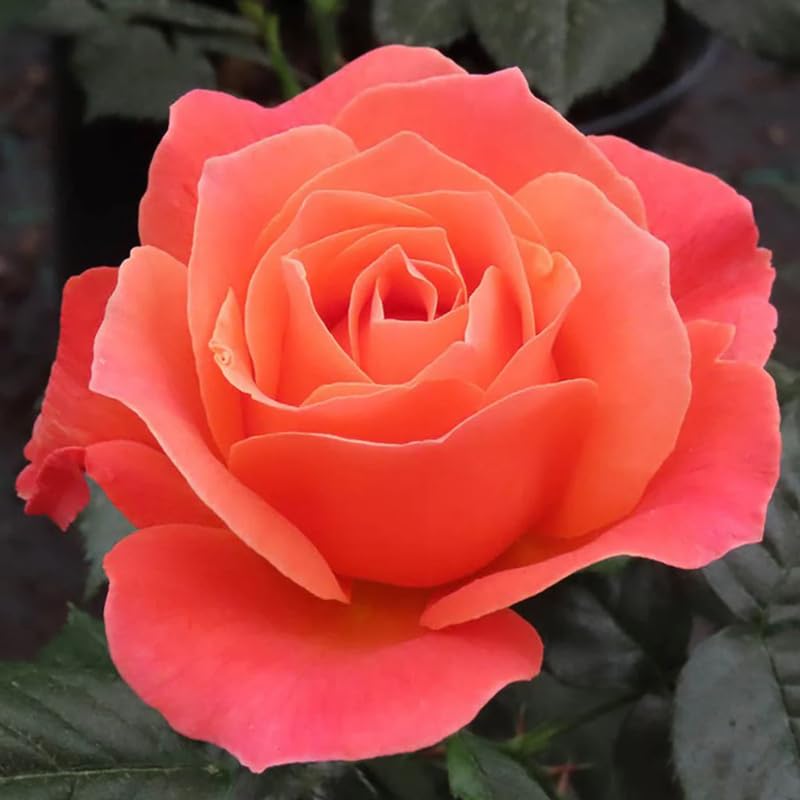 Rose Bush Live Plant, Fragrant Rose Plant Live for Planting, 5-10 Inch Tall, Ornamental Flowers Indoor Outdoor (Red Orange Rose)