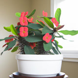 Red Crown of Thorns Plant Live, Euphorbia Milii Flowering Succulent Live Plant, 4 Inch Pot, Large Blooms