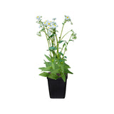 2 Daisy Flower Plants Live Gardening, 6 Inc Potted, Yellow White Daisy Plant Live for Growing
