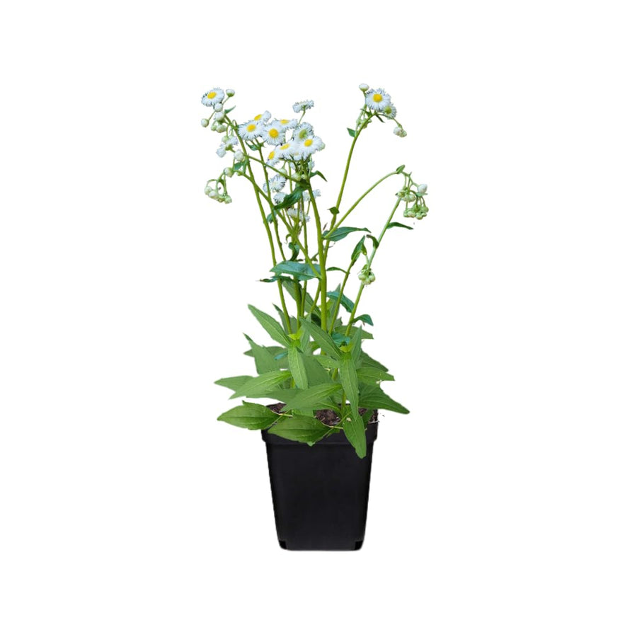 2 Daisy Flower Plants Live Gardening, 6 Inc Potted, Yellow White Daisy Plant Live for Growing