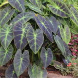 Light Green Black Colocasia Plants, 3-6" Elephant Ear Esculenta Taro Alocasia Live Plant for Outdoor Planting, Alocasia Plants Bare Root, No Pot, Live Colocasia Houseplant