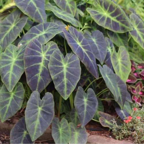 Light Green Black Colocasia Plants, 3-6" Elephant Ear Esculenta Taro Alocasia Live Plant for Outdoor Planting, Alocasia Plants Bare Root, No Pot, Live Colocasia Houseplant