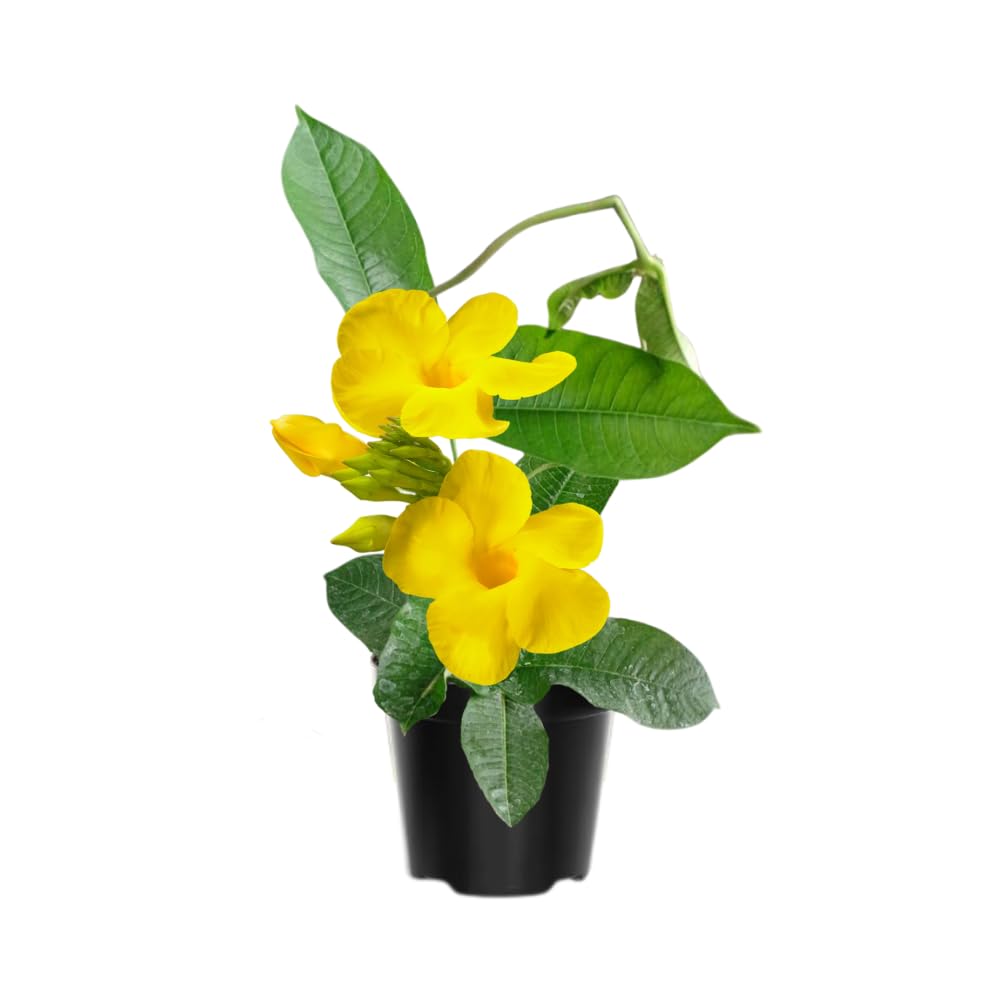 2 Yellow Mandevilla Live Plants, Mandevilla Flowering Vines Trellis, 4-9 Inch Tall Plants for Hanging Baskets, Container and Garden Growing