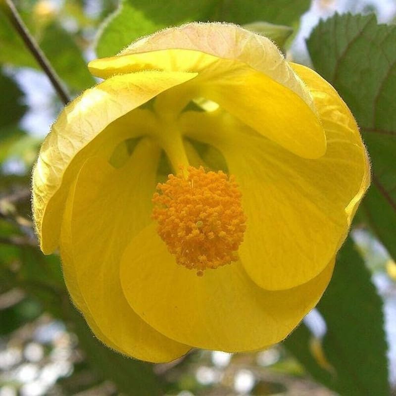 3 Abutilon Plants Live to Grow 5 to 9 Inch Tall, Lantern Abutilon Flowering Live Plants, Ornamental Abutilon Well Rooted Plug (Orange Abutilon Plants)