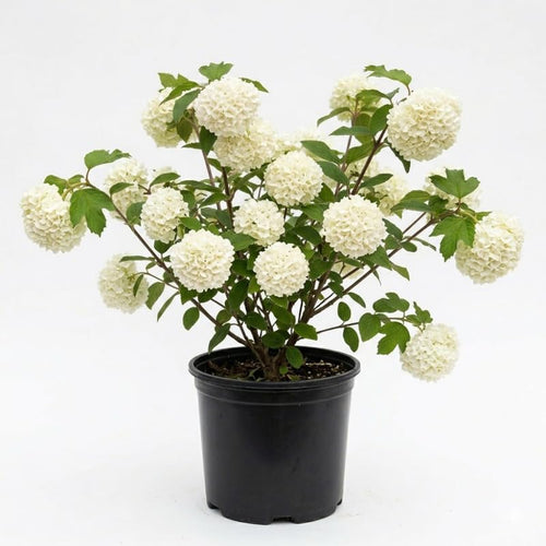 Old Snowball Viburnum Live Plant, Hardy Viburnum Tree Plant, White Flower Gardening, 4 Inches Pot