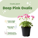 Pink Oxalis Flower Plant in 4'' Pot, 4-8'' Tall, Shamrock Flowers Plants, Perennial Flower Plants for Indoor and Outdoor Garden