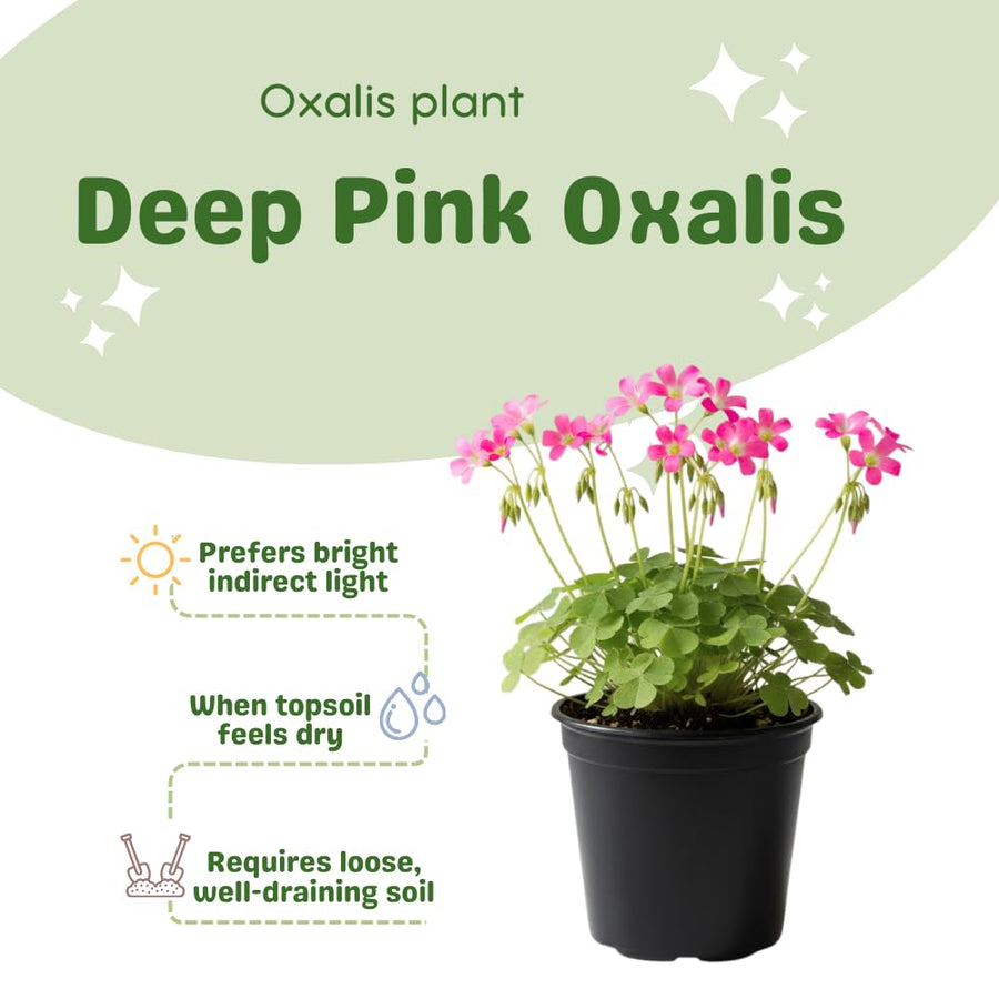 Pink Oxalis Flower Plant in 4'' Pot, 4-8'' Tall, Shamrock Flowers Plants, Perennial Flower Plants for Indoor and Outdoor Garden