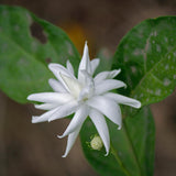 2 Jasmine Plants Live, Fragrant Jasmine Flower Vine, Perennial Jasmines for Outdoor Garden 4 to 9 Inch Tall (Belle Jasmine)