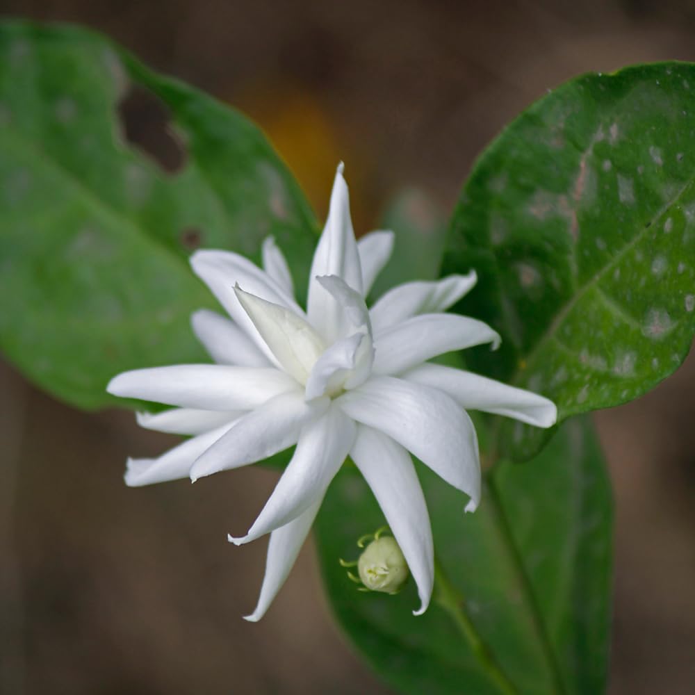 2 Jasmine Plants Live, Fragrant Jasmine Flower Vine, Perennial Jasmines for Outdoor Garden 4 to 9 Inch Tall (Belle Jasmine)