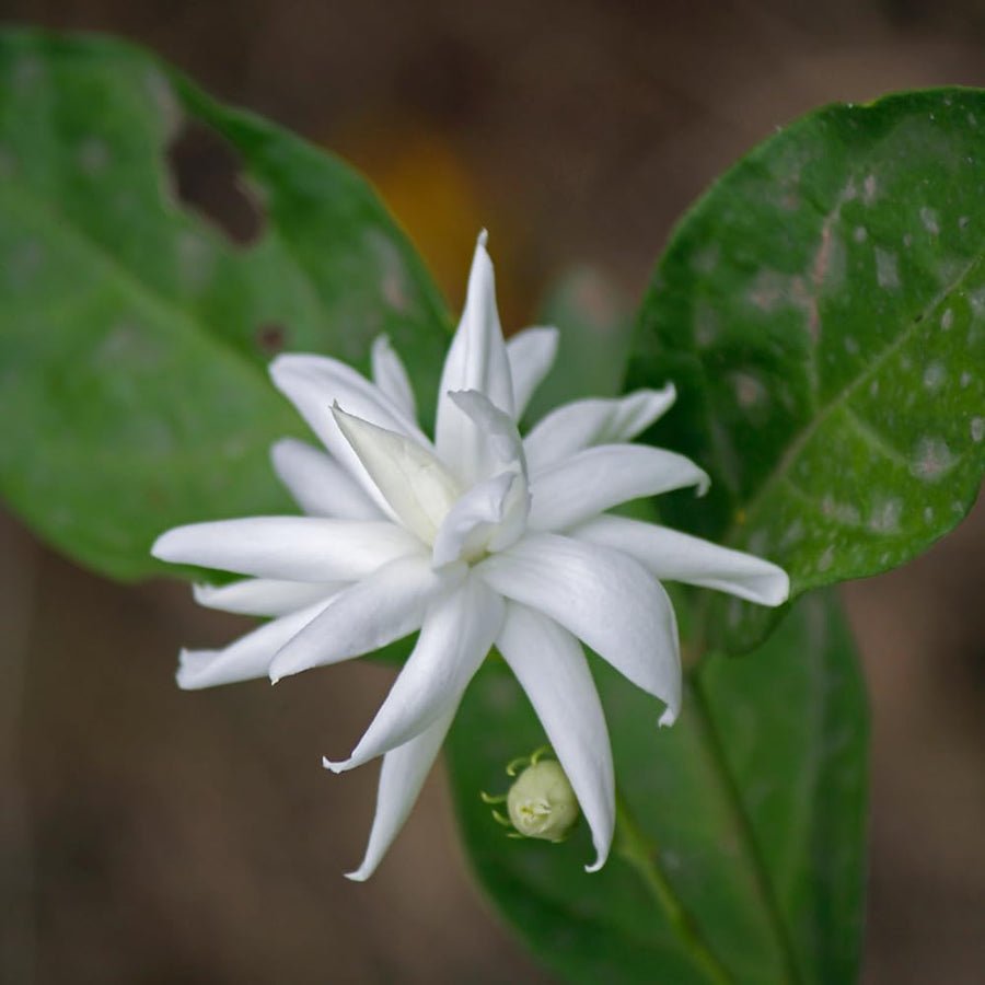2 Jasmine Plants Live, Fragrant Jasmine Flower Vine, Perennial Jasmines for Outdoor Garden 4 to 9 Inch Tall (Belle Jasmine)