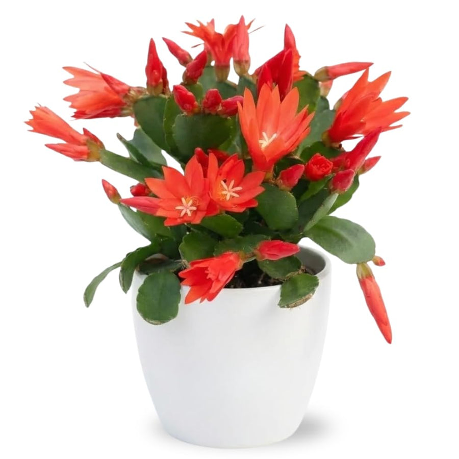 Easter Cactus Plant Live, Spring Cactus Live Plant, 4-8 Inch Height, Holiday Blooms for Outdoor Spaces, No Pot, Bareroot (Red)