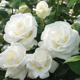 White Mini Rose Plant Live, Miniature Rose Bush in 3" Pot, Indoor Outdoor Flowering Plant, Compact Live Rose for Gifts and Gardens
