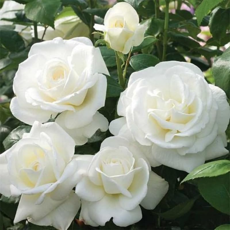 White Mini Rose Plant Live, Miniature Rose Bush in 3" Pot, Indoor Outdoor Flowering Plant, Compact Live Rose for Gifts and Gardens