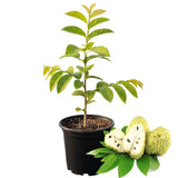 Sugar Apple Tree Live Plant for Growing 8-12 Inch Tall, Half Gallon Pot, Tropical Annona Squamosa Sugar Apple Plant Live Sweetsop for Outdoor