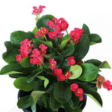 Red Crown of Thorns Plant Live, Euphorbia Milii Flowering Succulent Live Plant, 4 Inch Pot, Large Blooms