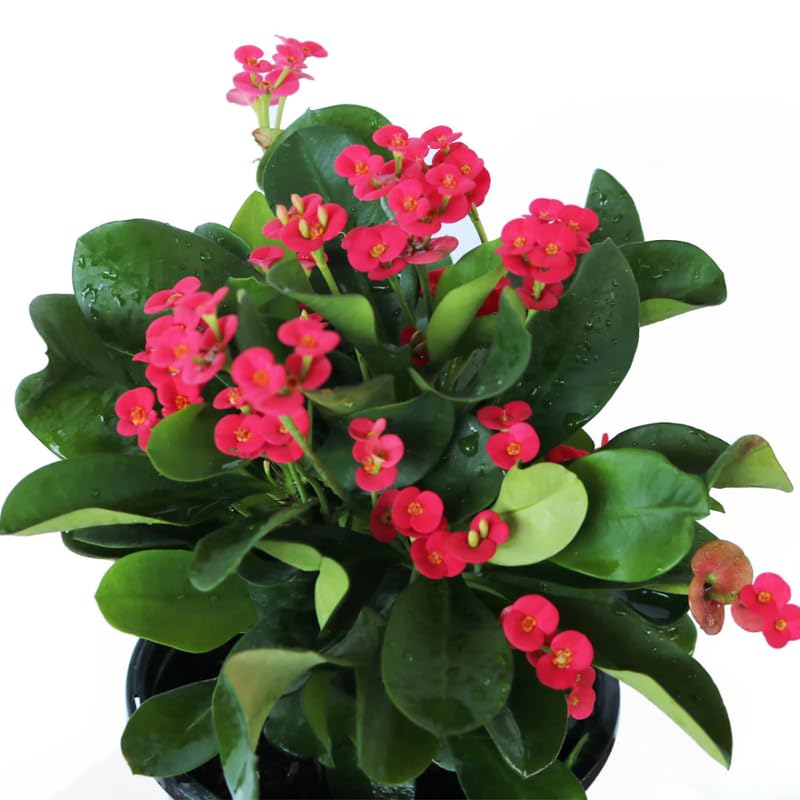 Red Crown of Thorns Plant Live, Euphorbia Milii Flowering Succulent Live Plant, 4 Inch Pot, Large Blooms