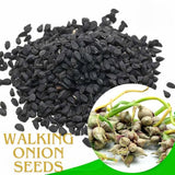 50 Egyptian Walking Onion Seeds for Planting, Hardy Perennial Vegetable Seeds, Not Bulbs, Edible Onion Herb for Home Garden Year-Round Planting
