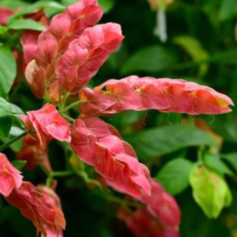 Red Shrimp Plant Live, 4-9" Tall, Tropical Houseplant Well-Rooted