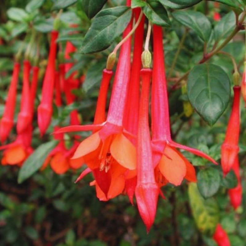3 Red Fuchsia Plants Live, Fuchsia Plants Live, Live Fuchsia Plants, 5 to 7 Inc in Height, Fuchsia Flower Plants for Growing, Fuchsia Plant Pot