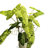2 Rare Philodendron Live Plants Varieties Collection, Philodendrons Plants Size 5-9 Inc for Indoor Houseplant Décor, Ornamental Tropical Well-Rooted (Long Philodendron Plants)