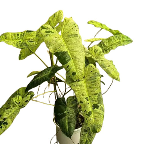 2 Rare Philodendron Live Plants Varieties Collection, Philodendrons Plants Size 5-9 Inc for Indoor Houseplant Décor, Ornamental Tropical Well-Rooted (Long Philodendron Plants)