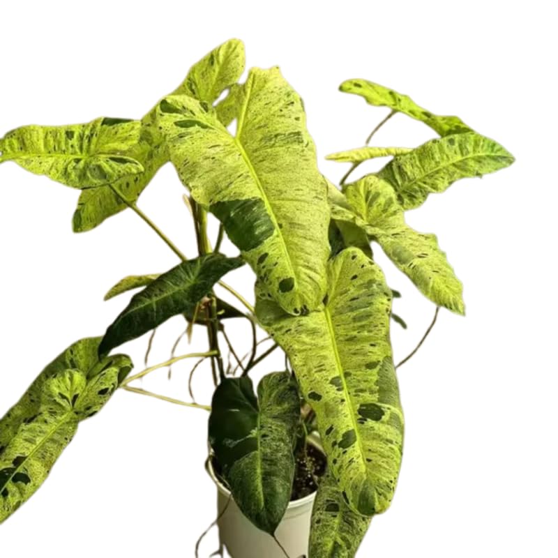 2 Rare Philodendron Live Plants Varieties Collection, Philodendrons Plants Size 5-9 Inc for Indoor Houseplant Décor, Ornamental Tropical Well-Rooted (Long Philodendron Plants)