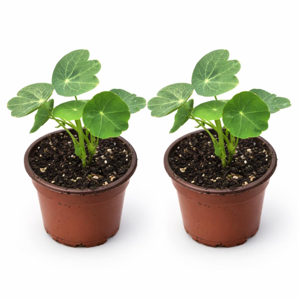 2 Pots Nasturtium Plants, 4 Inch Pot, 4-6″ Tall Nasturtium Flower Starter Plants, Trailing Garden Plant for Containers and Beds