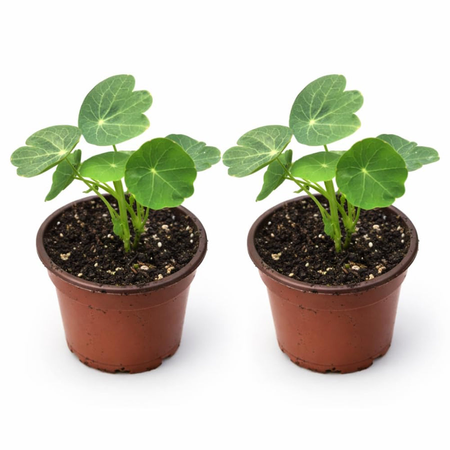 2 Pots Nasturtium Plants, 4 Inch Pot, 4-6″ Tall Nasturtium Flower Starter Plants, Trailing Garden Plant for Containers and Beds