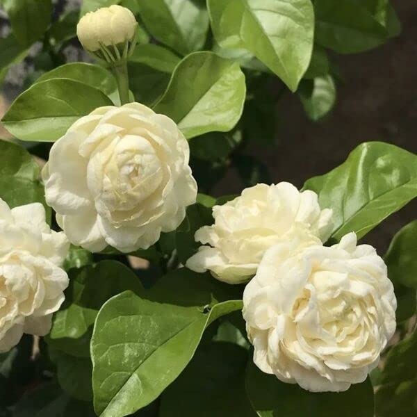 2 Jasmine Plants Live, Jasmine Flower Plant, 5 Inc Long, Annual Blooming Climbing Vine (Grand Duke)