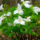 10 Mix Trillium Bulbs, Large Trillium Bulbs for Planting, Flower Bulb Shade Gardening Outdoor