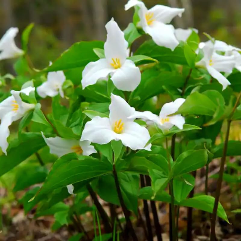 10 Mix Trillium Bulbs, Large Trillium Bulbs for Planting, Flower Bulb Shade Gardening Outdoor