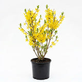 Forsythia Live Plant, Lynwood Gold Forsythia Plants in 4" Pot, 6-12 Inch Tall Live Plants for Outdoor Growing