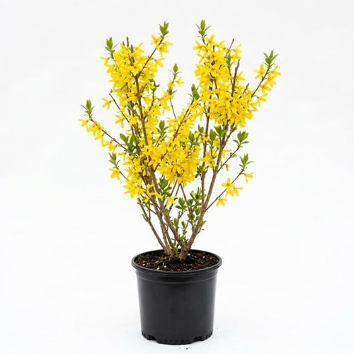 Forsythia Live Plant, Lynwood Gold Forsythia Plants in 4" Pot, 6-12 Inch Tall Live Plants for Outdoor Growing