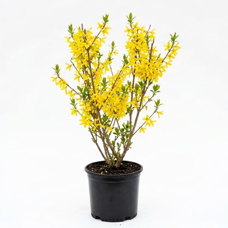 Forsythia Live Plant, Lynwood Gold Forsythia Plants in 4" Pot, 6-12 Inch Tall Live Plants for Outdoor Growing