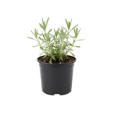 2 Purple Lavender Plants Live 4-6 Inches, Very Fragrant Lavender Shrubs, Perennial Herbs for Garden and Landscape