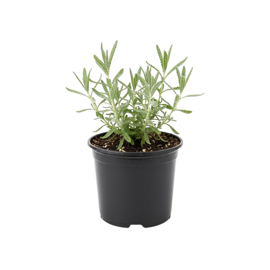 2 Purple Lavender Plants Live 4-6 Inches, Very Fragrant Lavender Shrubs, Perennial Herbs for Garden and Landscape