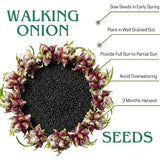 100 Egyptian Walking Onion Seeds for Planting, 100 Count Hardy Perennial Onion Herb Seeds for Outdoor Garden Growing