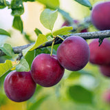 Pack 2 Wild Plum Trees Live Plants 2-3 Feet Height, Bareroots, Dormant, Plum Plant Live for Planting Outdoors, Deep Red Plum Tree Plant